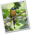 DiadÃ©m motmot