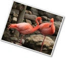 flamingÃ³