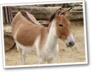 kiang