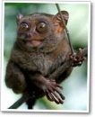 koboldmaki