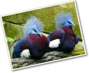Victoria crowned pigeon