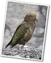 kea