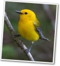 prothonotary warbler