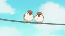 brown birds