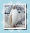 albino pingvin
