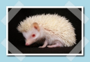 albino sÃ¼n
