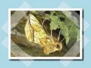 arany bagolylepke