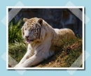 aranytigris