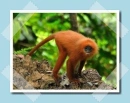 barna langur