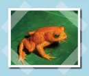 arany varangy