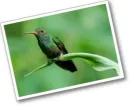 zÃ¶ld kolibri