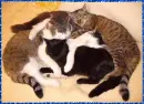 cats