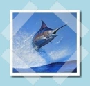 kÃ©k marlin