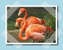 flamingÃ³k