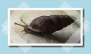 fekete csiga