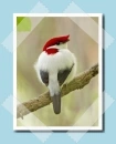 manakin