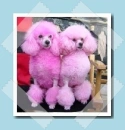 pink poodle