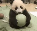 panda