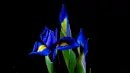 iris
