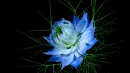 blue flower