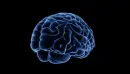 brain