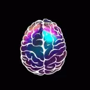 brain