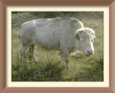 albino bison