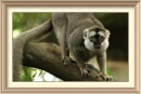 barna lemur