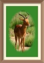 impala
