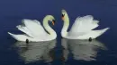 swan