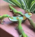 geckos