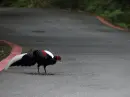 pheasant