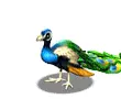 peacock