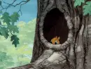 squirrel