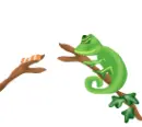 lizard