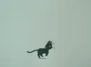 black cat