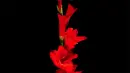 red gladiola
