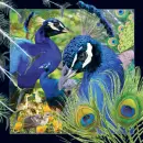 peacocks