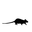 rat