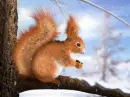 squirrel