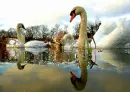 swans