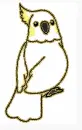 parrot