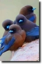 birds