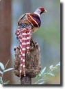 pheasant