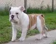 English Bull Dog