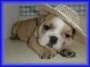 english bull dog