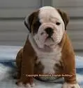 english bull dog