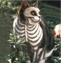 kitty!