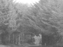 B/W Trees