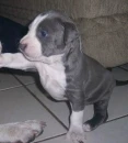 cute puppy